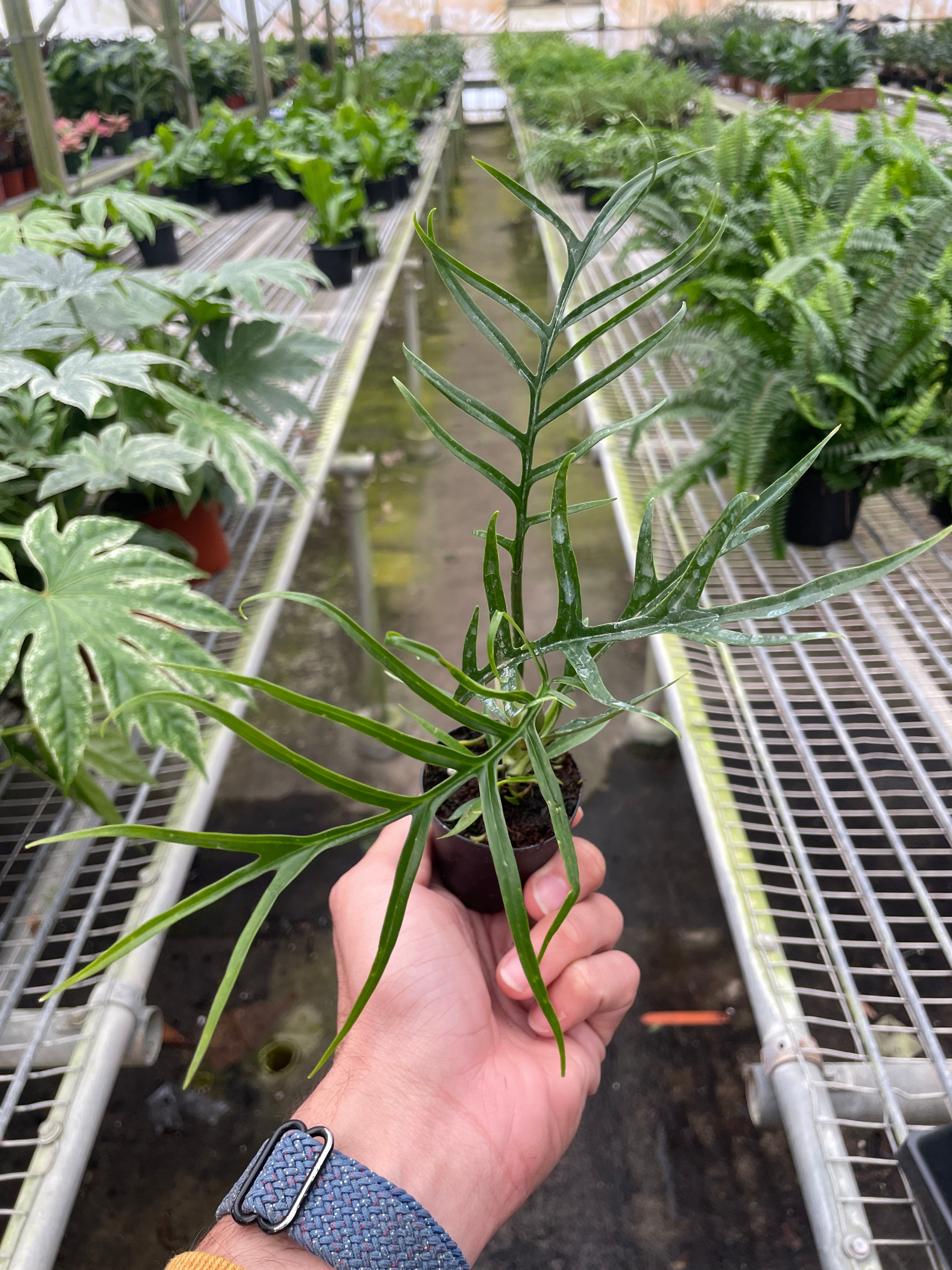 Philodendron 'Tortum' - Holiday Corner