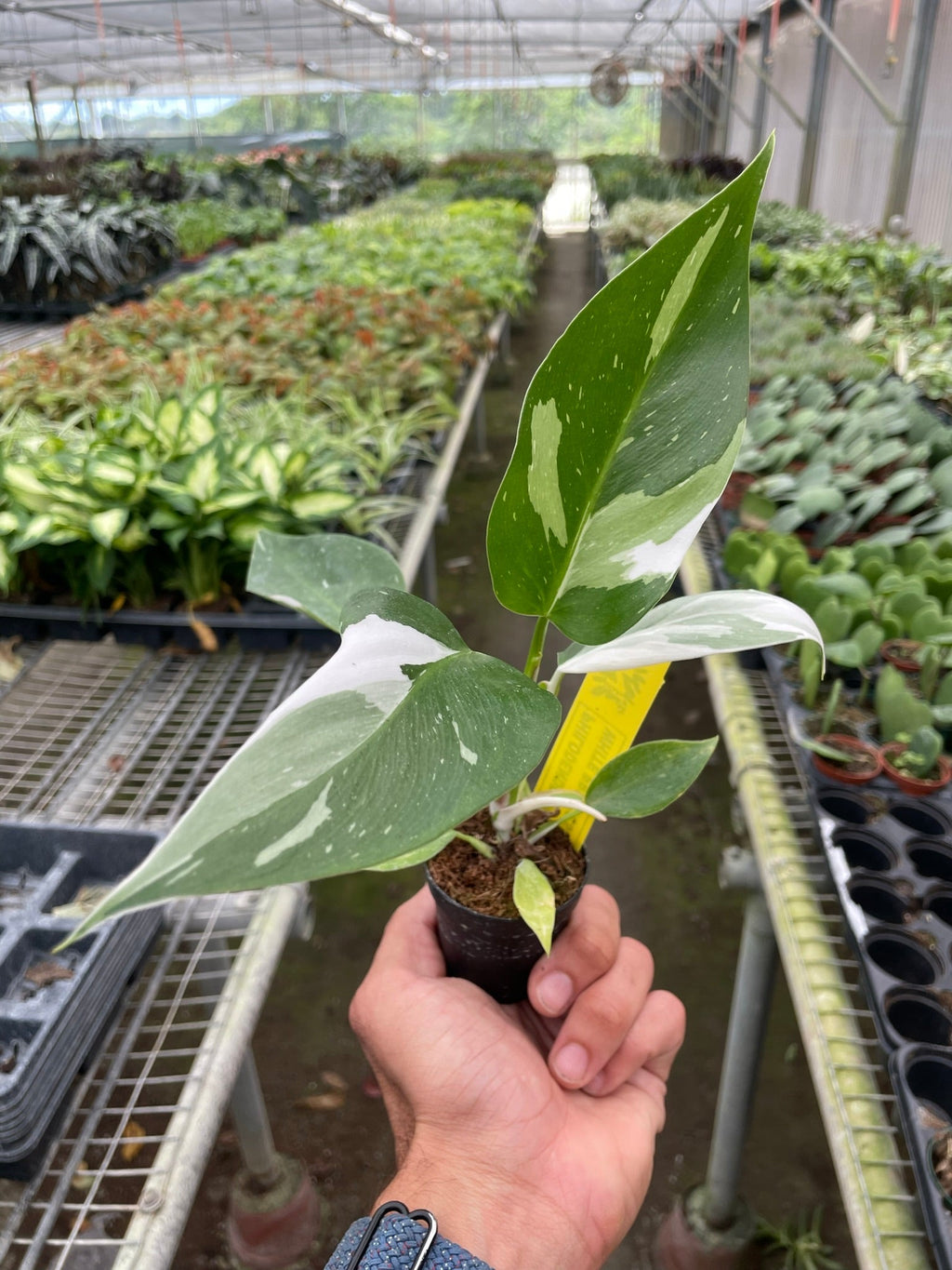 Philodendron 'White Princess' - Holiday Corner