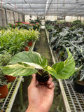 Pothos 'Albo Variegata' - Holiday Corner