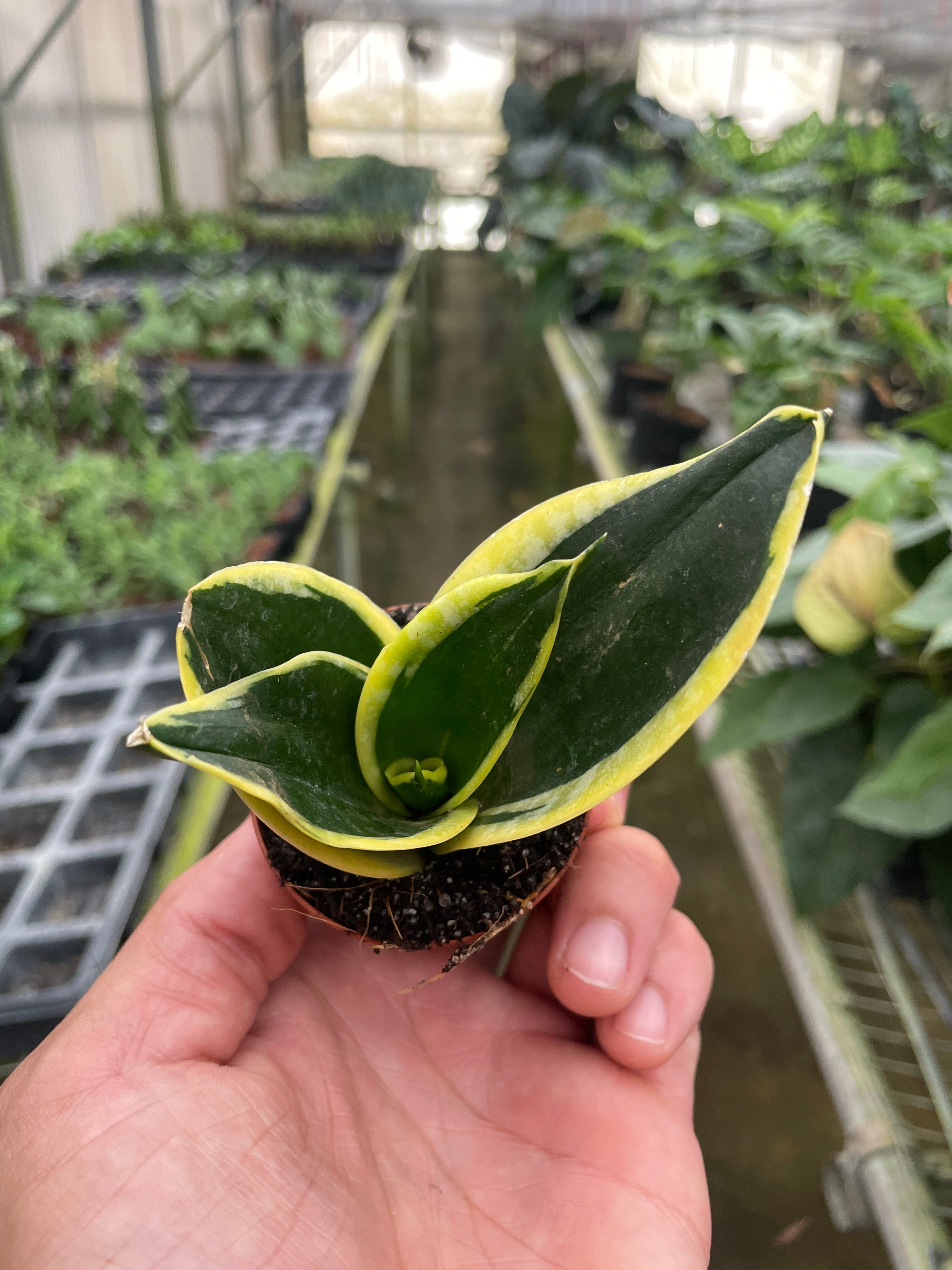 Snake Plant Black Gold - Holiday Corner