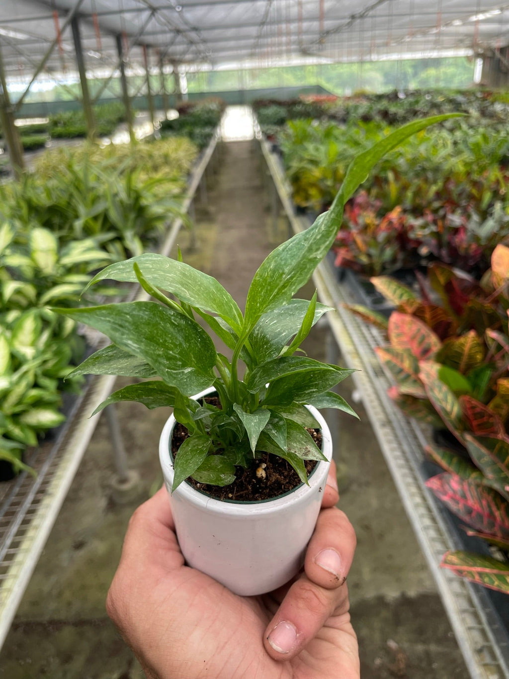 Variegated Spathiphyllum 'Domino' - Holiday Corner
