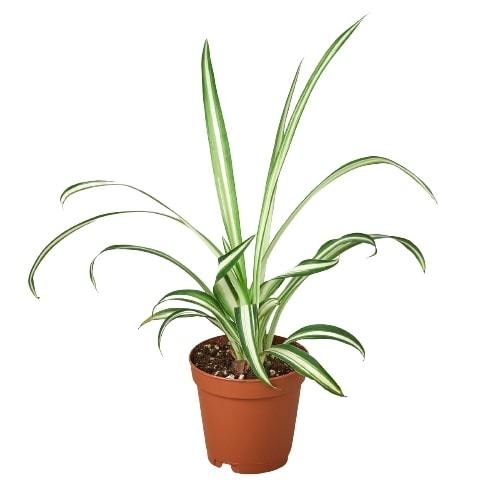 Spider Plant Reverse - Holiday Corner