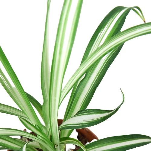 Spider Plant Reverse - Holiday Corner