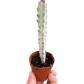 Succulent Euphorbia 'Dragon Bone' - Holiday Corner