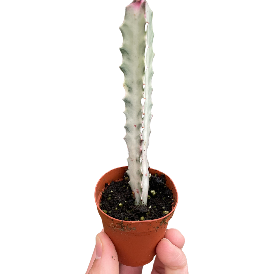 Succulent Euphorbia 'Dragon Bone' - Holiday Corner