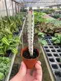 Succulent Euphorbia 'Dragon Bone' - Holiday Corner