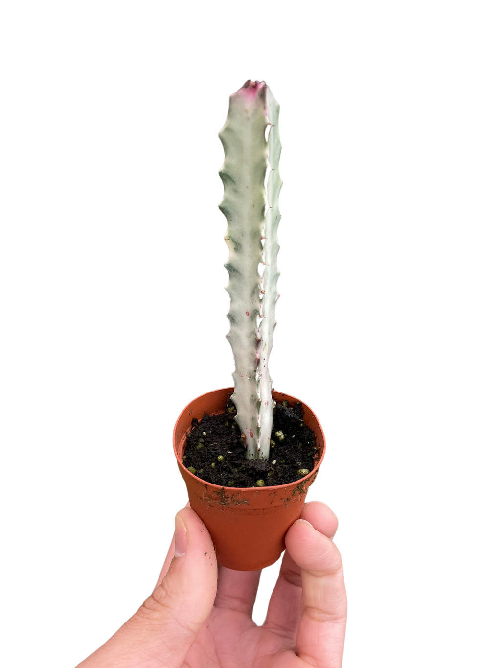 Succulent Euphorbia 'Dragon Bone' - Holiday Corner