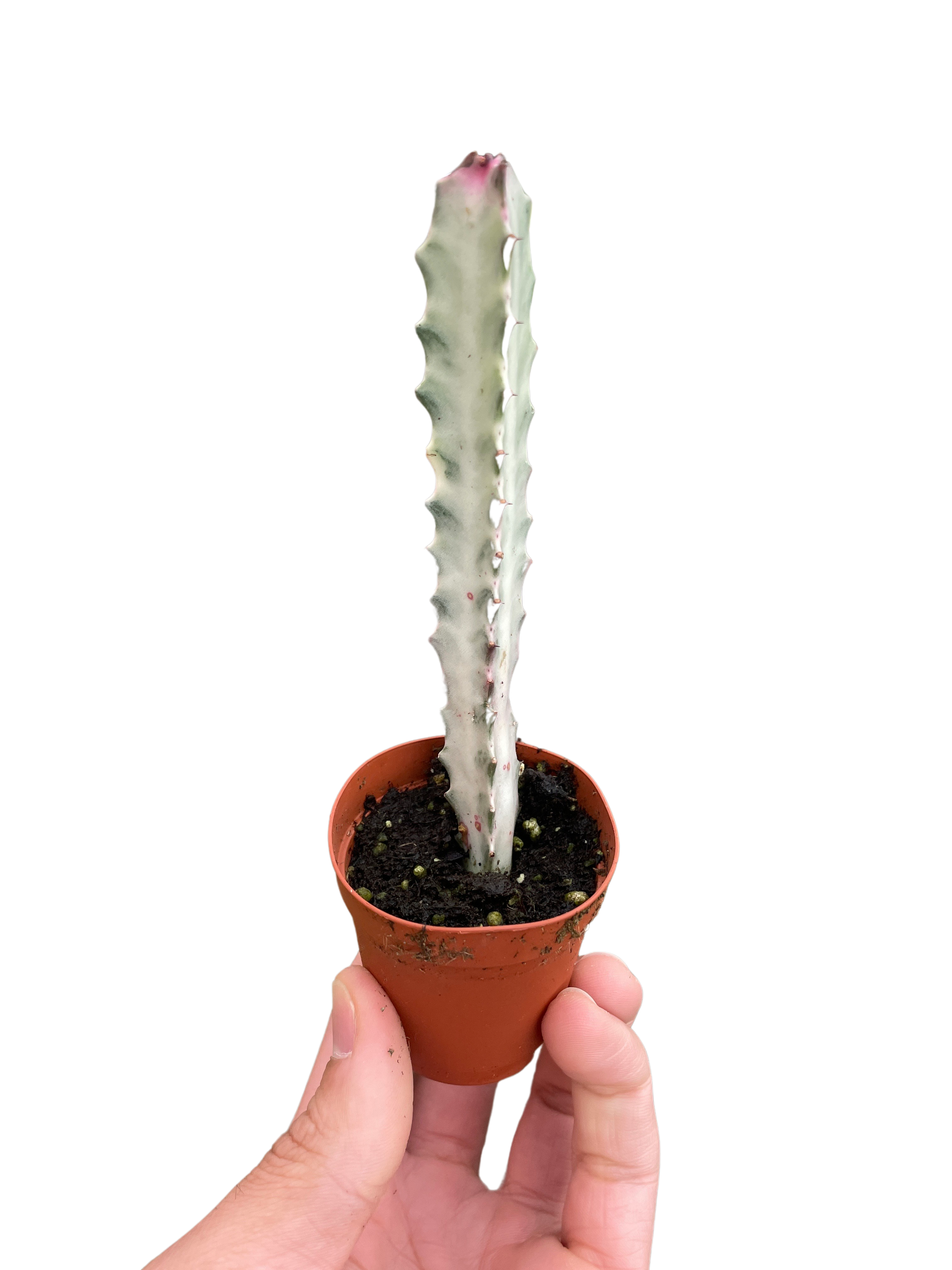 Succulent Euphorbia 'Dragon Bone' - Holiday Corner