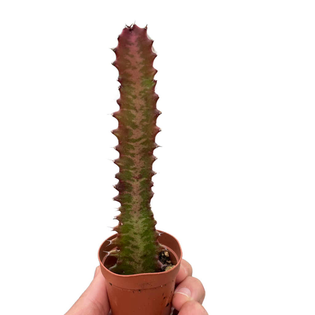 Succulent Euphorbia 'Trigona Rubra' - Holiday Corner