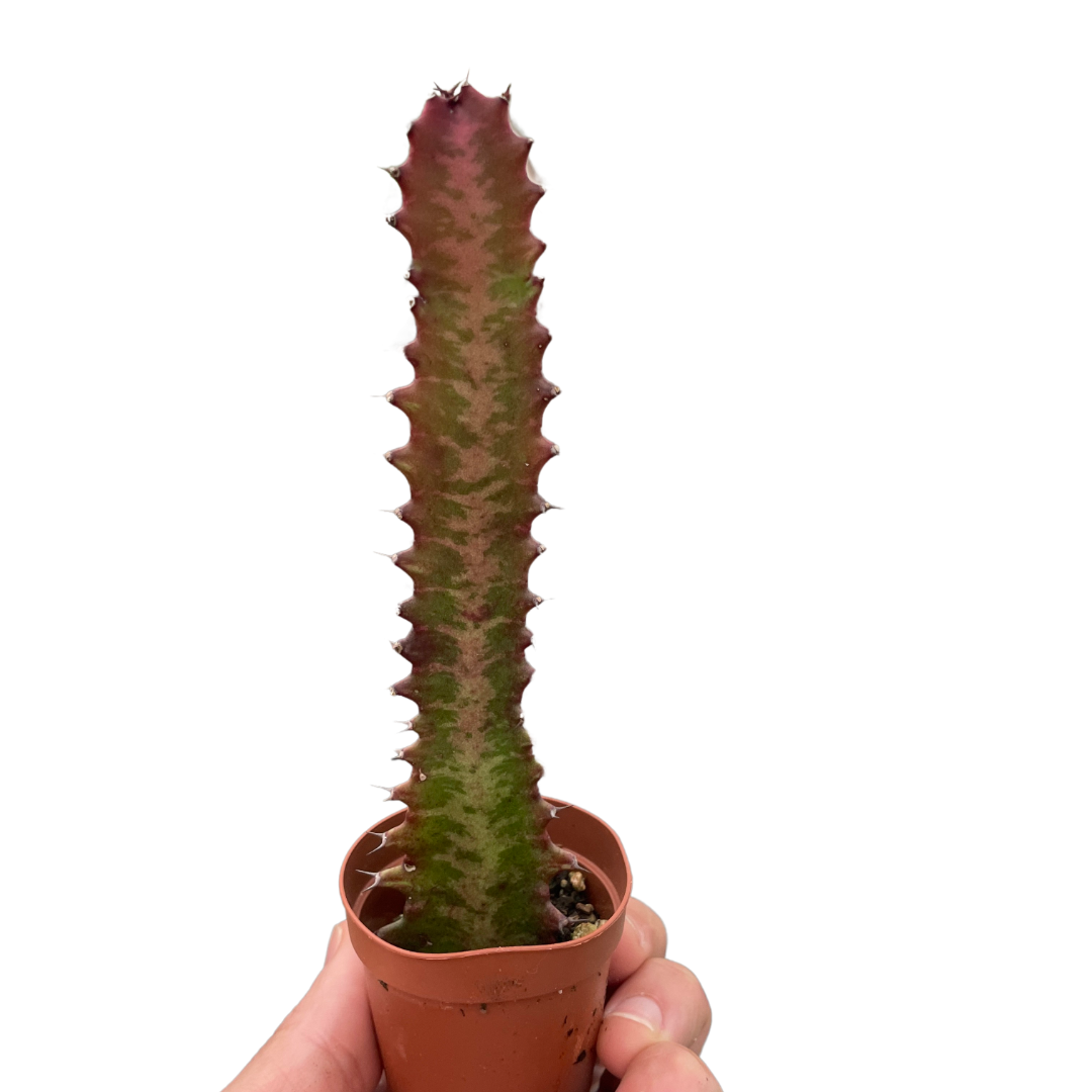 Succulent Euphorbia 'Trigona Rubra' - Holiday Corner