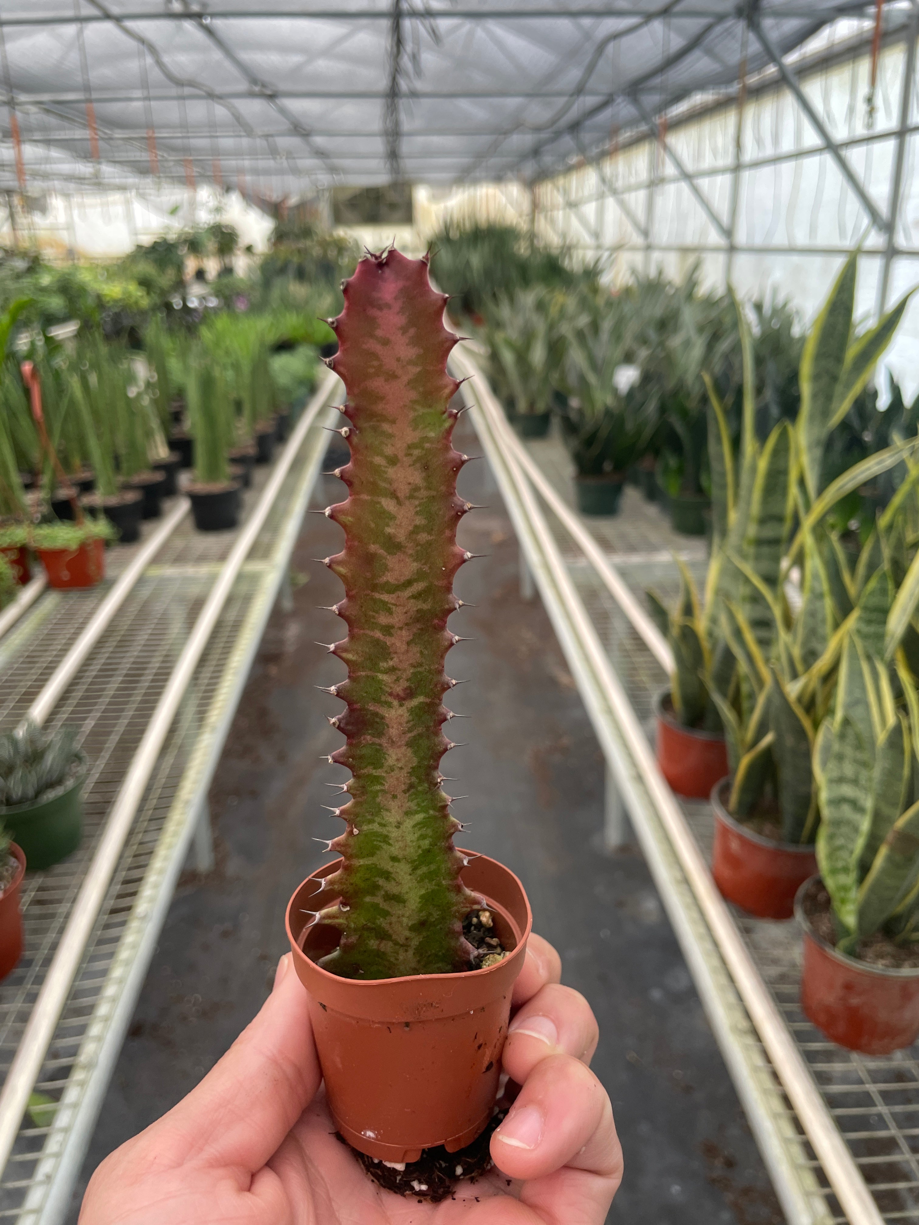 Succulent Euphorbia 'Trigona Rubra' - Holiday Corner