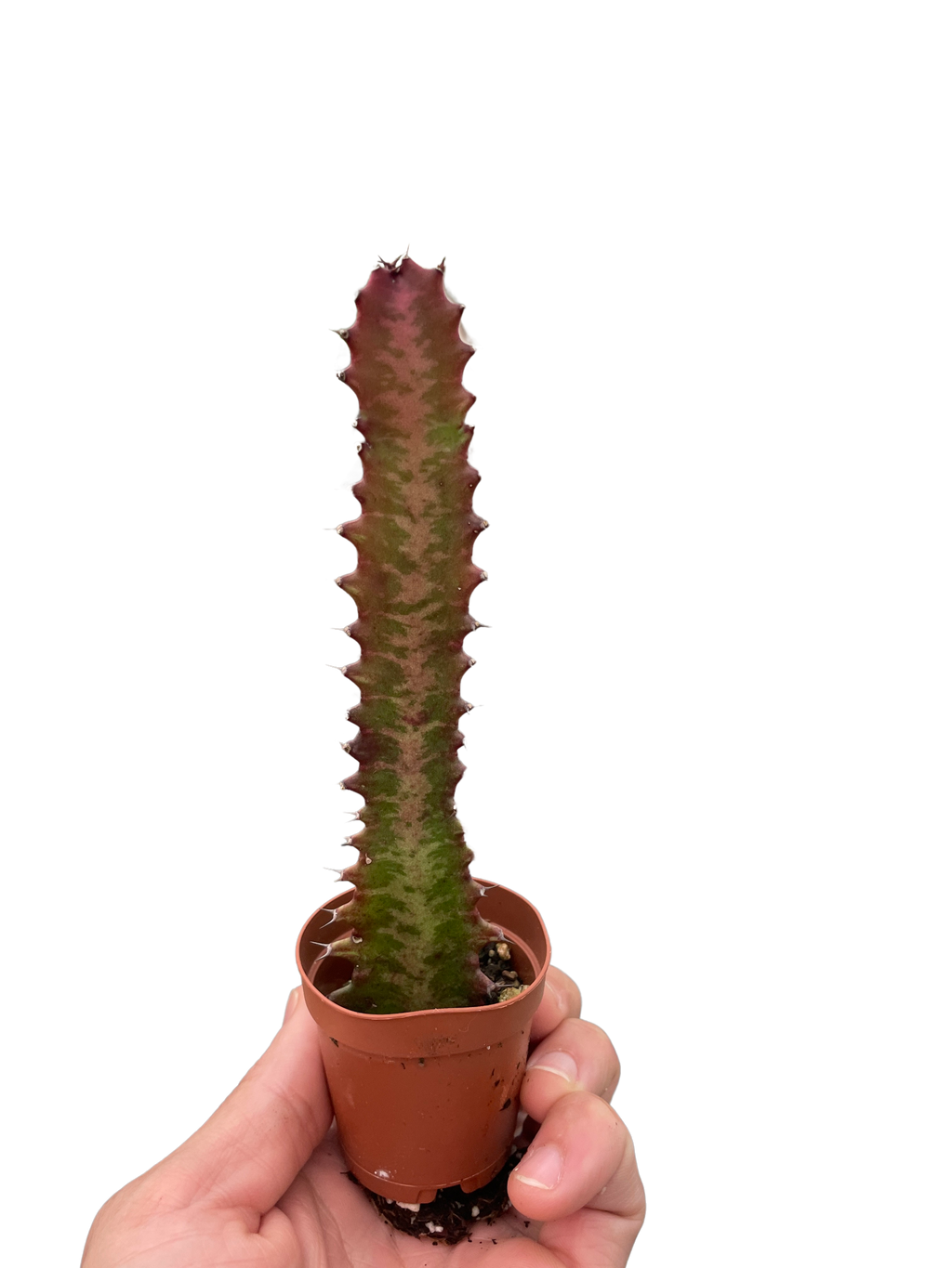 Succulent Euphorbia 'Trigona Rubra' - Holiday Corner