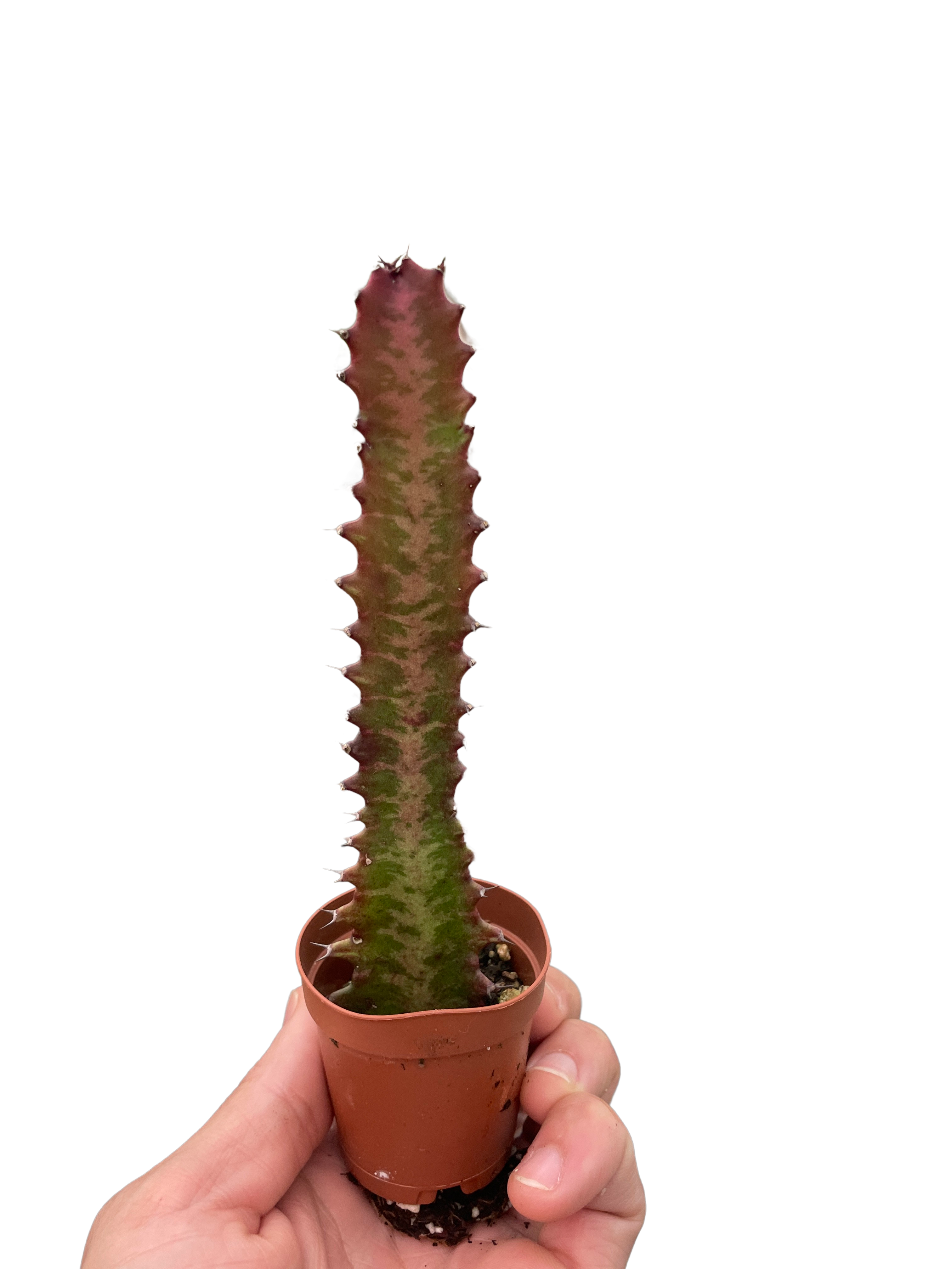 Succulent Euphorbia 'Trigona Rubra' - Holiday Corner