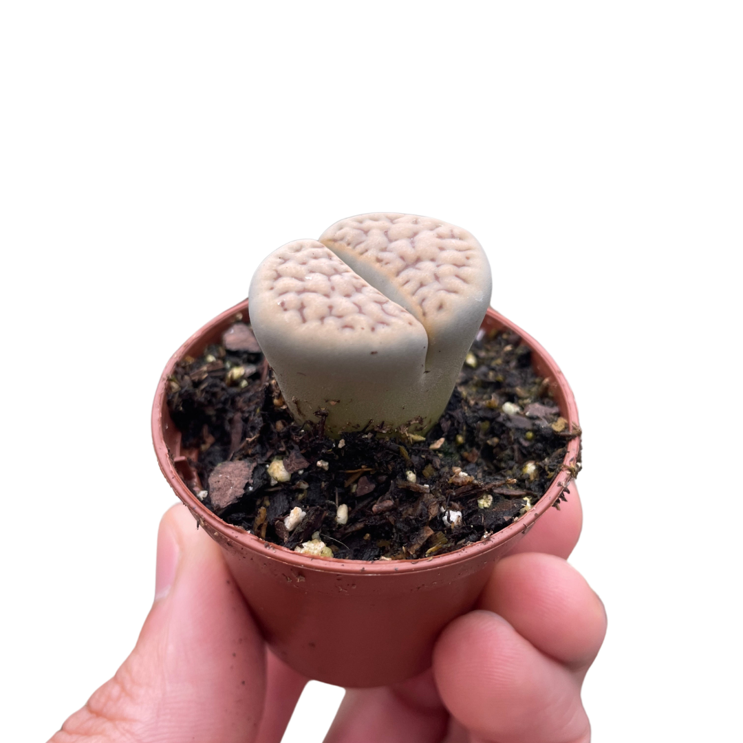 Lithop Living Stone - Holiday Corner