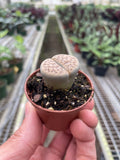 Lithop Living Stone - Holiday Corner