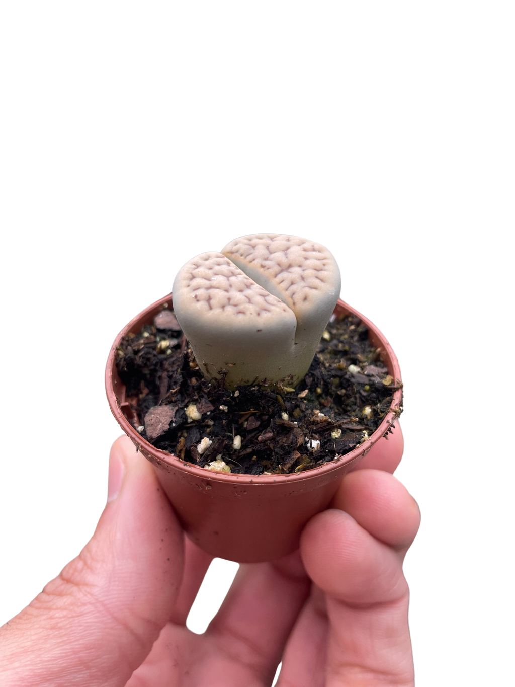 Lithop Living Stone - Holiday Corner