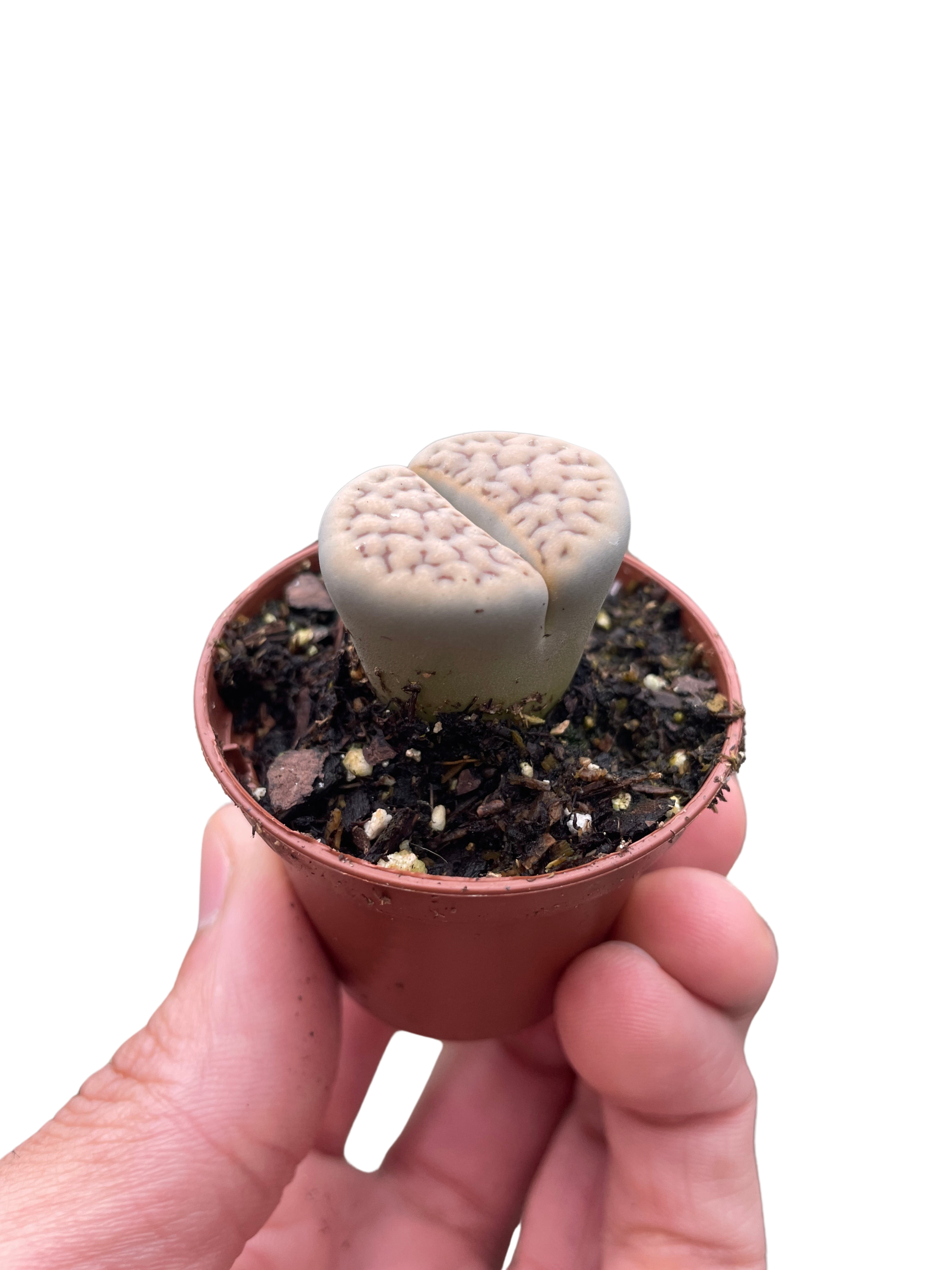 Lithop Living Stone - Holiday Corner