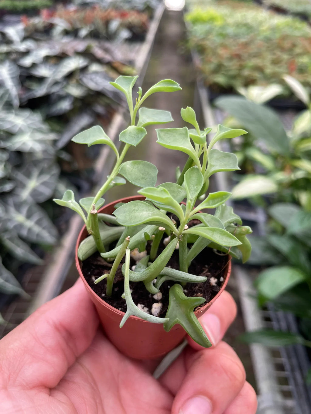 Succulent 'String of Dolphins' - Holiday Corner