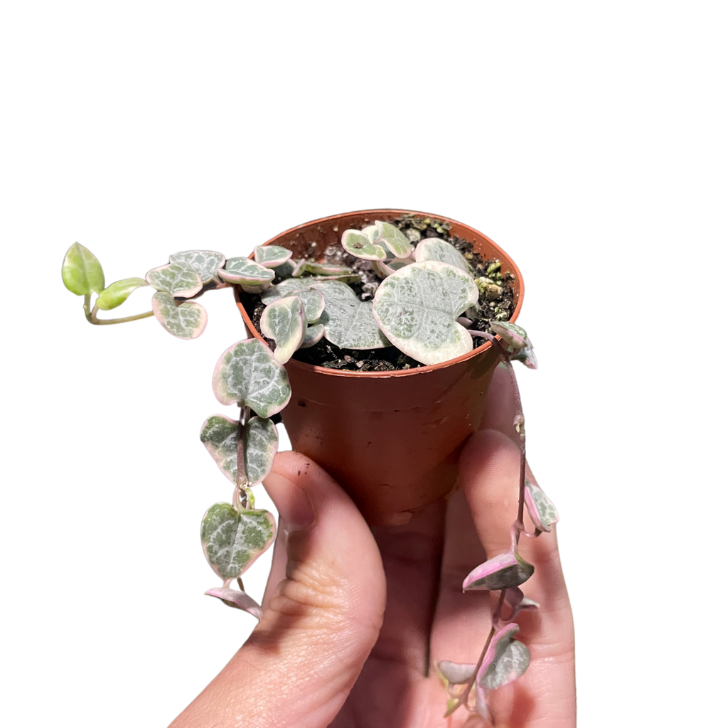 String of Hearts Variegated - Holiday Corner