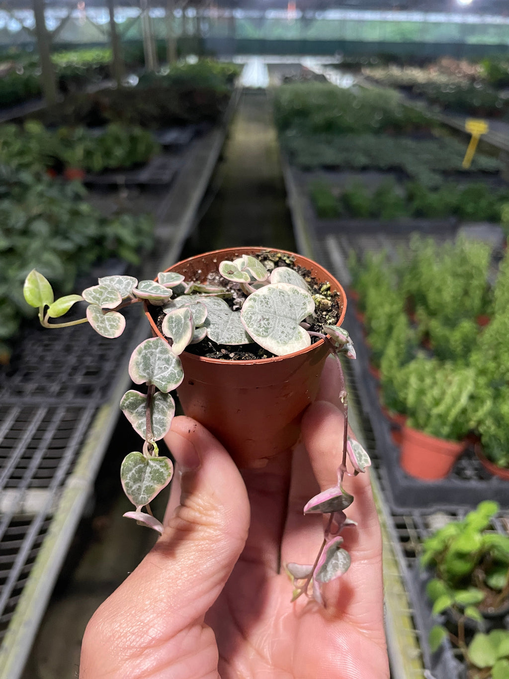 String of Hearts Variegated - Holiday Corner