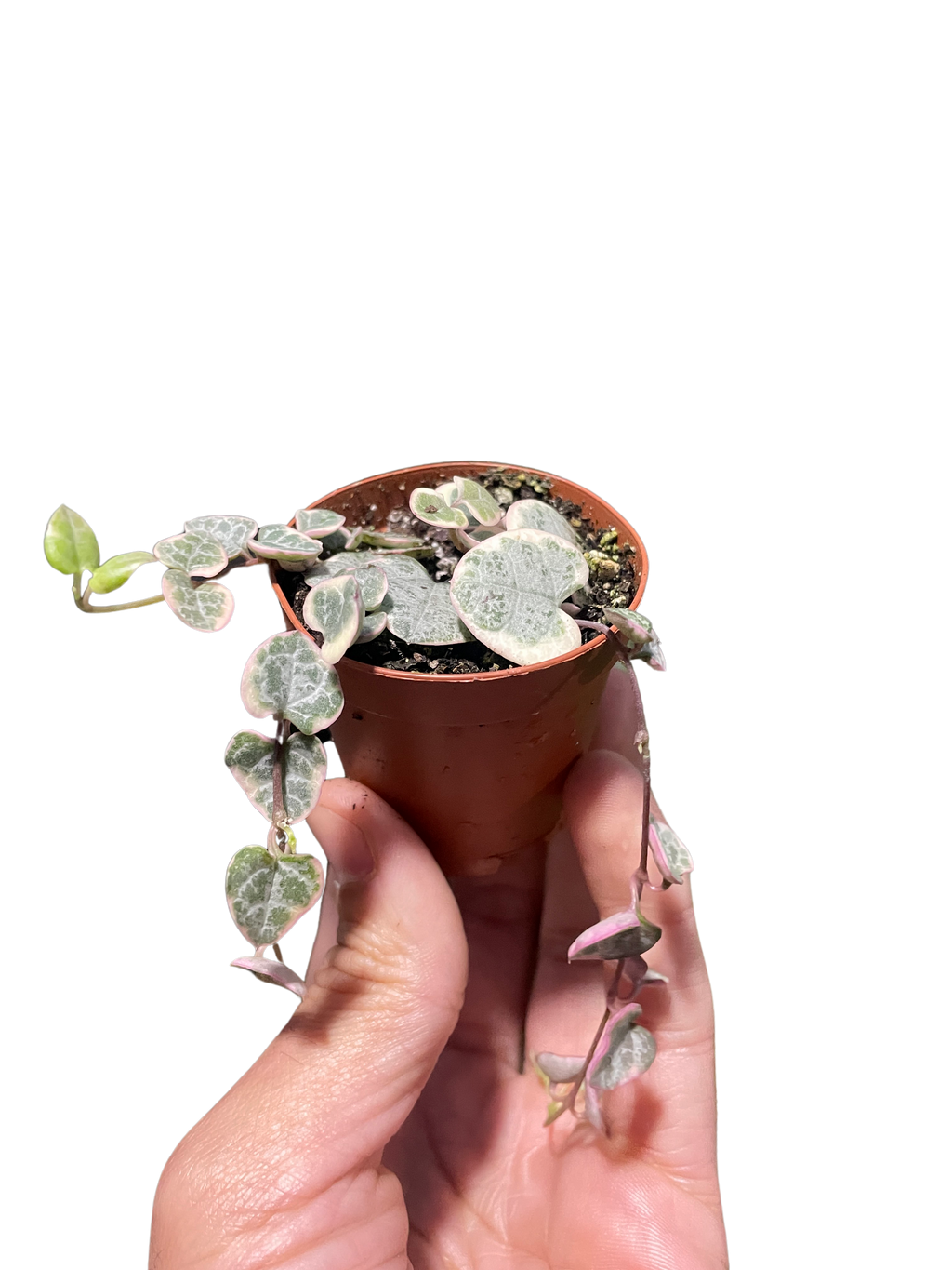 String of Hearts Variegated - Holiday Corner