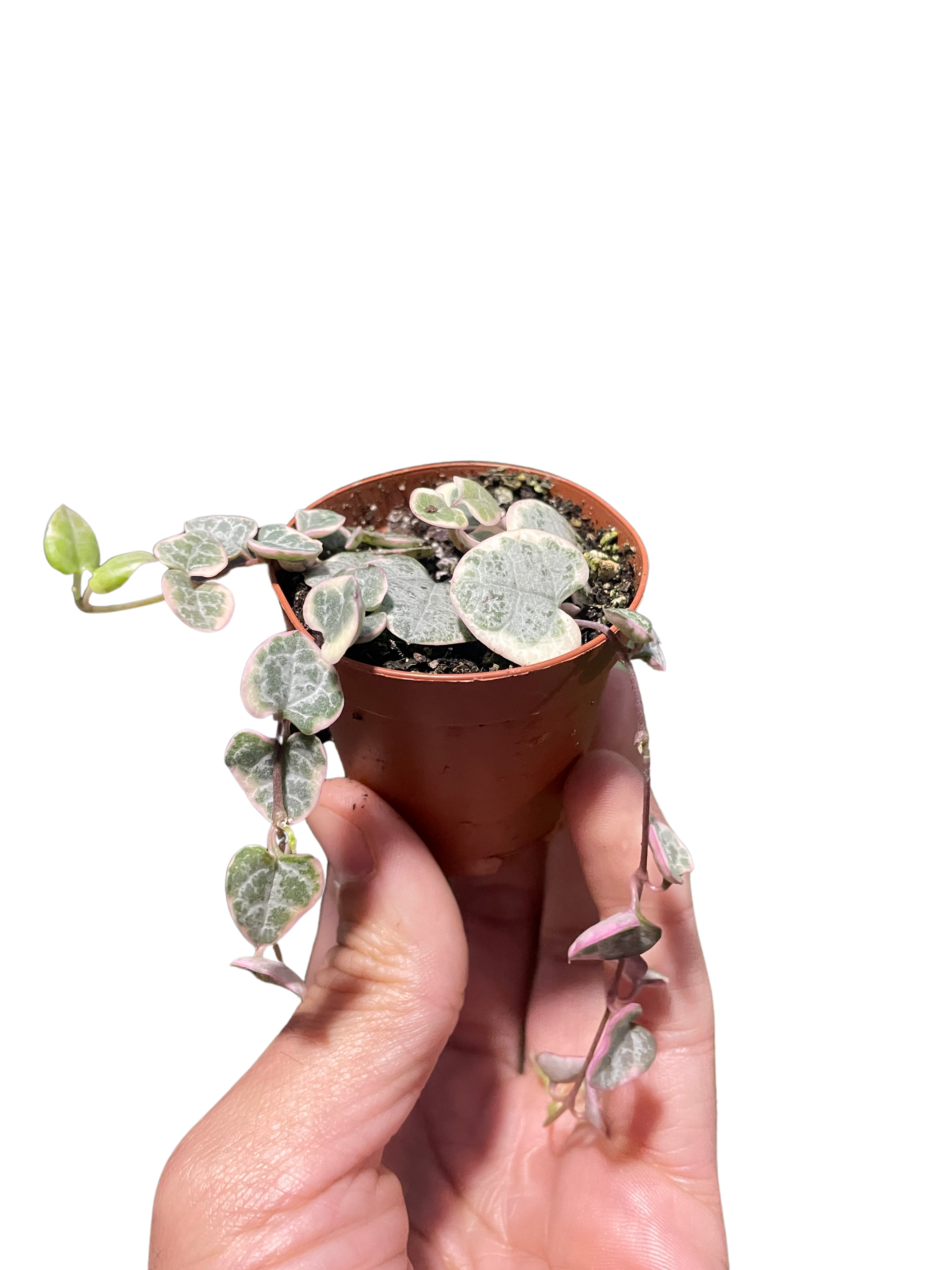 String of Hearts Variegated - Holiday Corner