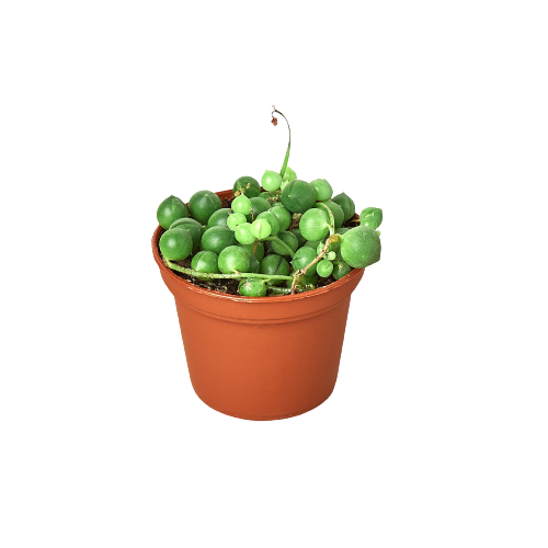 Succulent 'String of Pearls' - Holiday Corner