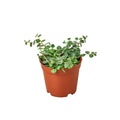 Peperomia Prostrata 'String of Turtles' - Holiday Corner