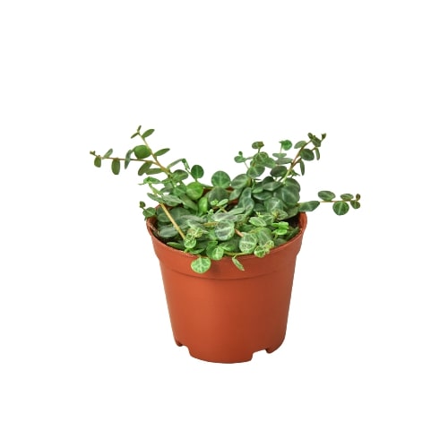 Peperomia Prostrata 'String of Turtles' - Holiday Corner