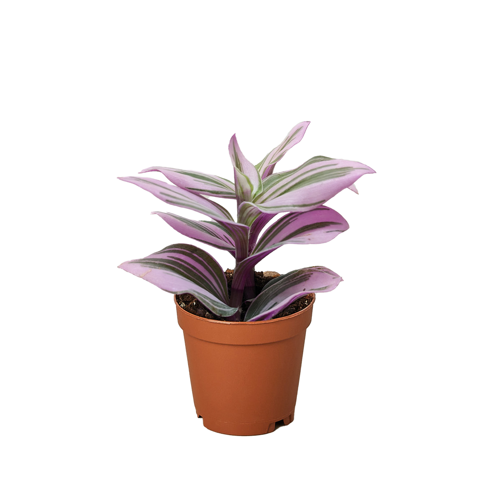 Tradescantia 'Nanouk' - Holiday Corner