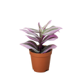 Tradescantia 'Nanouk' - Holiday Corner