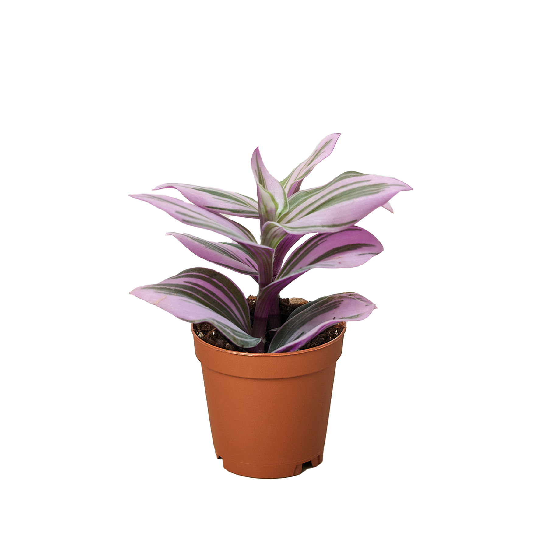 Tradescantia 'Nanouk' - Holiday Corner