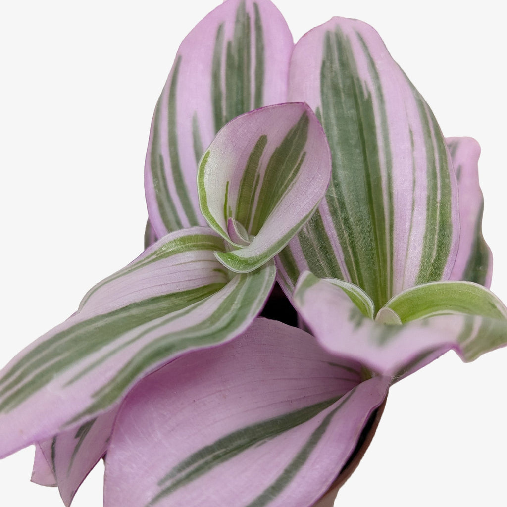 Tradescantia 'Nanouk' - Holiday Corner