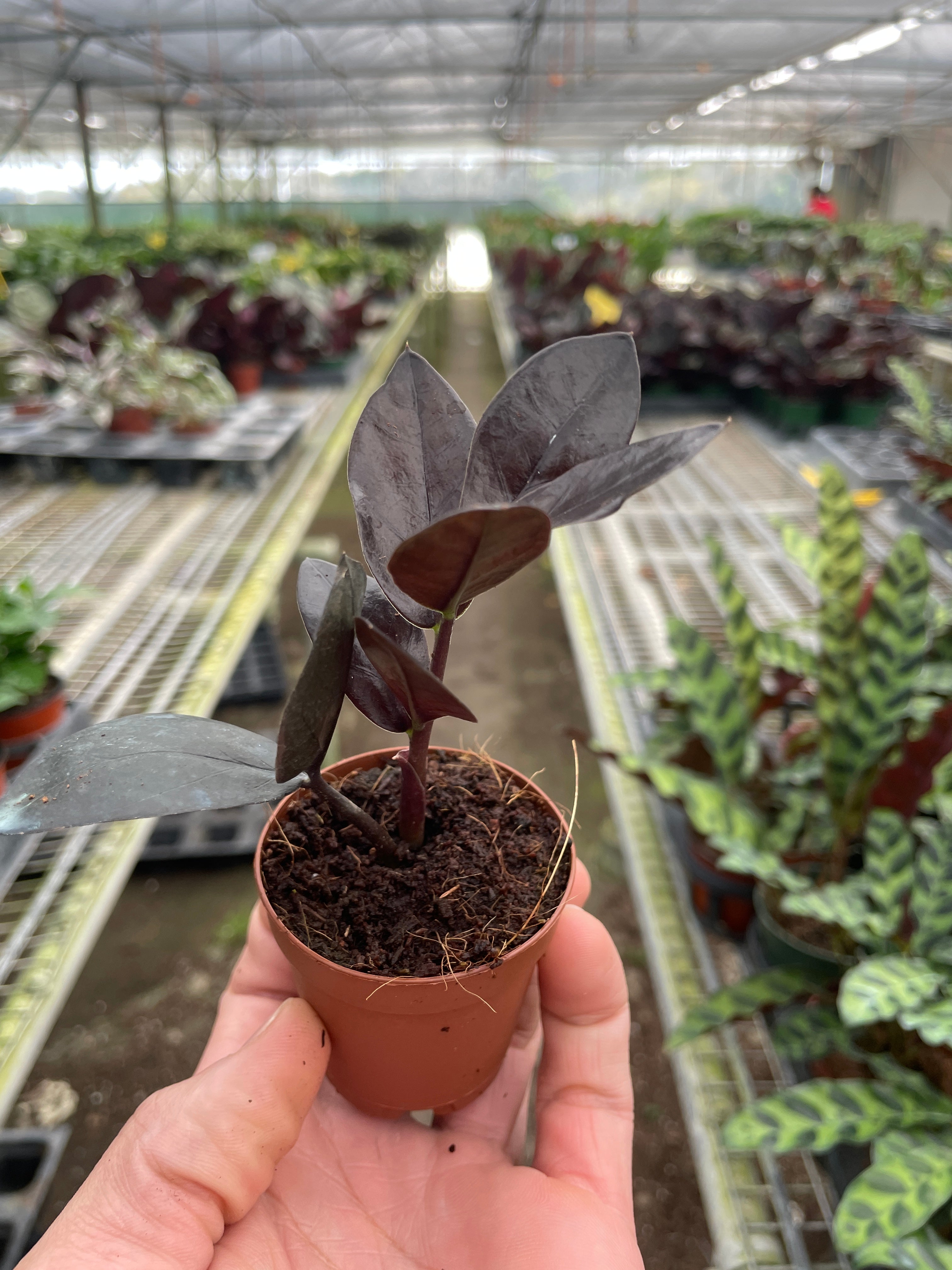 ZZ Zamioculcas 'Black Queen' - Holiday Corner