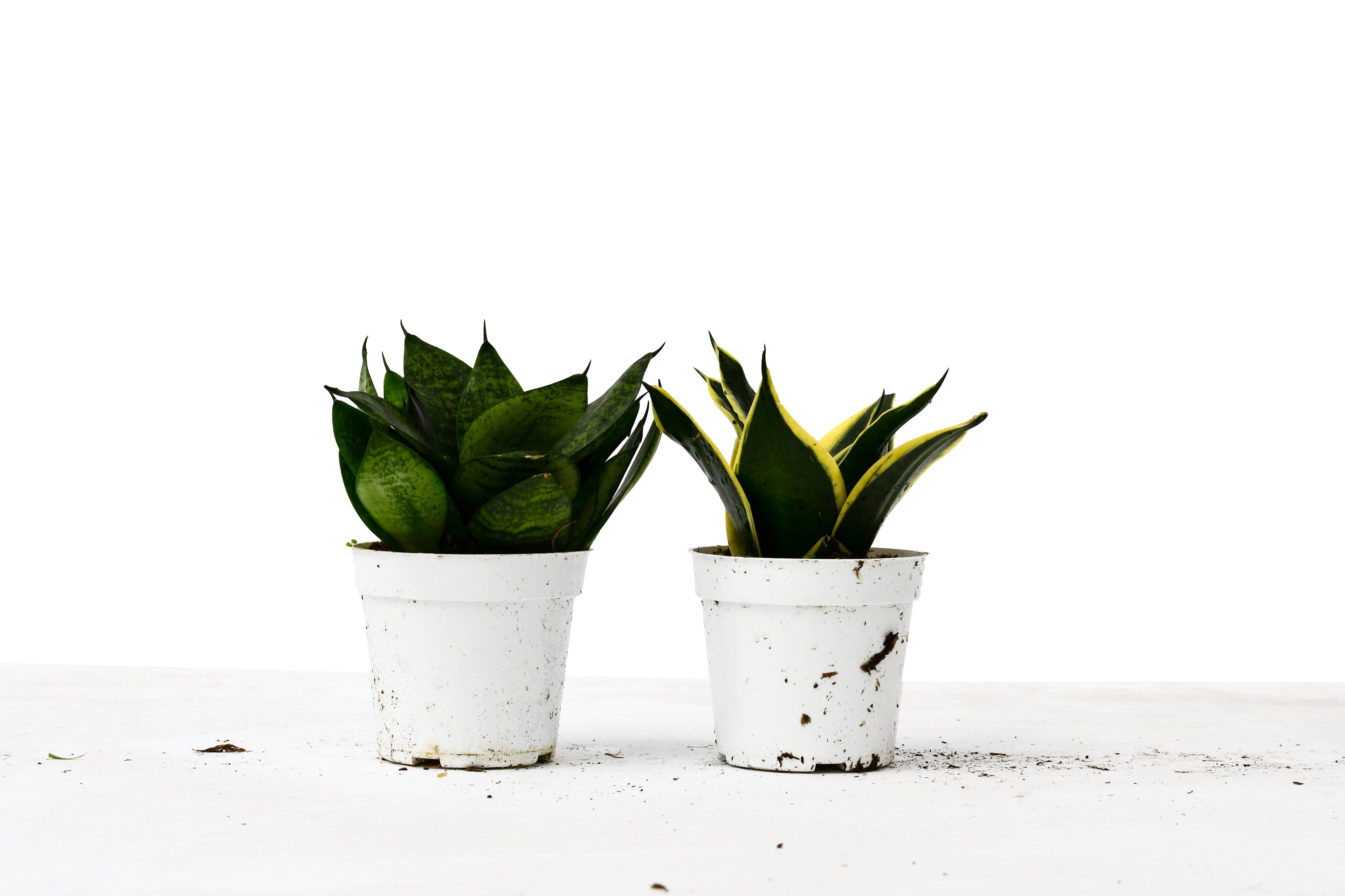 Snake Plant Variety Packs - 4" Pot - Holiday Corner