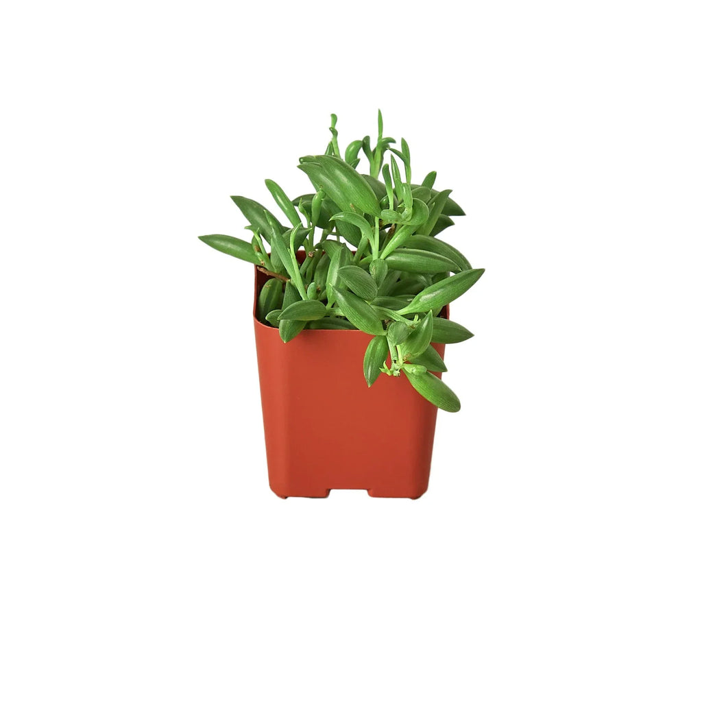 Succulent 'String of Bananas' - Holiday Corner
