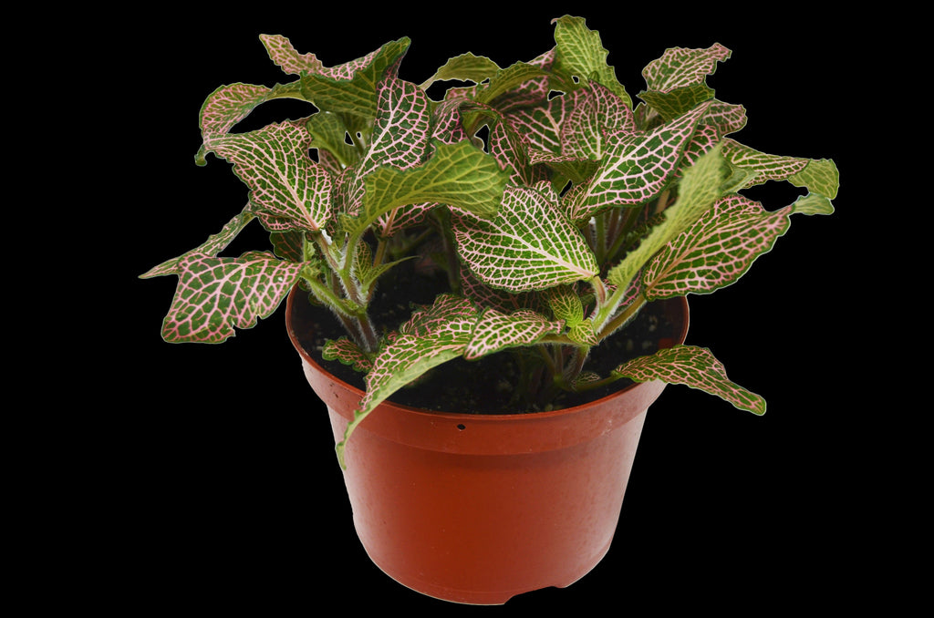 Fittonia 'Pink' - Holiday Corner