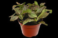 Fittonia 'Pink' - Holiday Corner