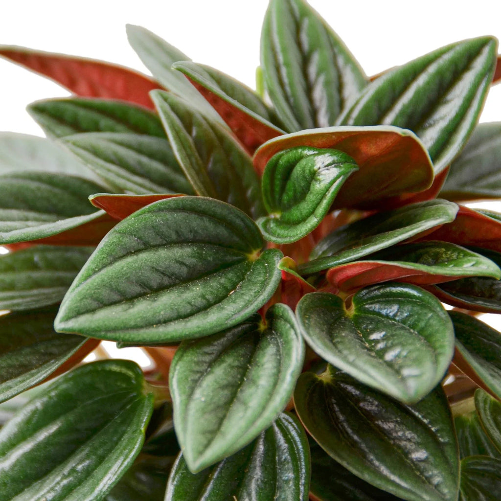 Peperomia Rosso - Holiday Corner