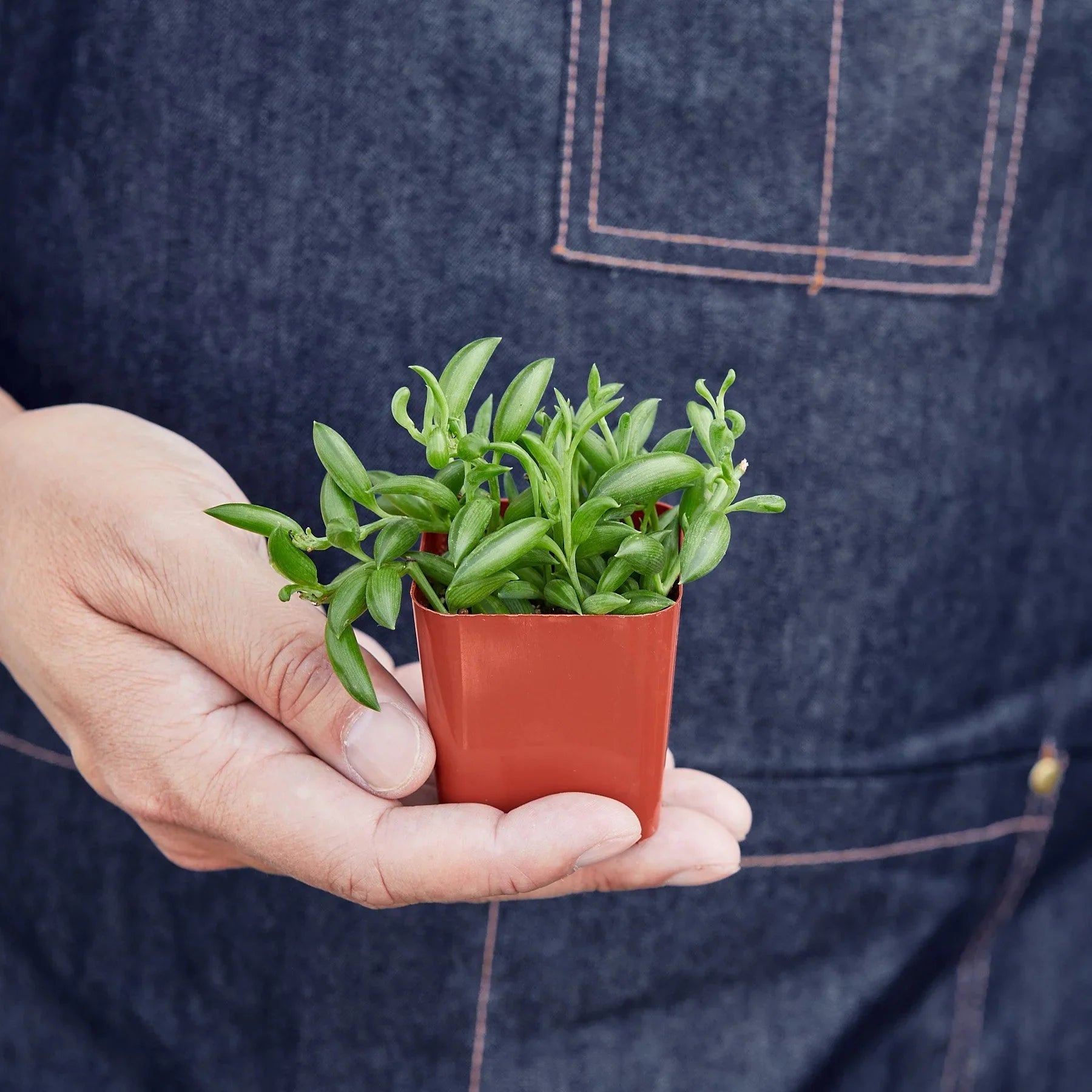Succulent 'String of Bananas' - Holiday Corner