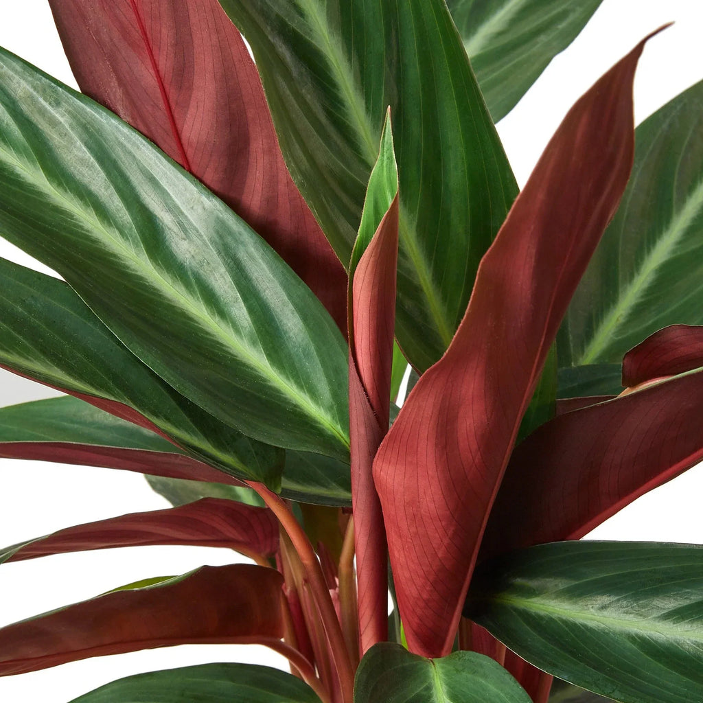 Stromanthe Sanguinea - Holiday Corner