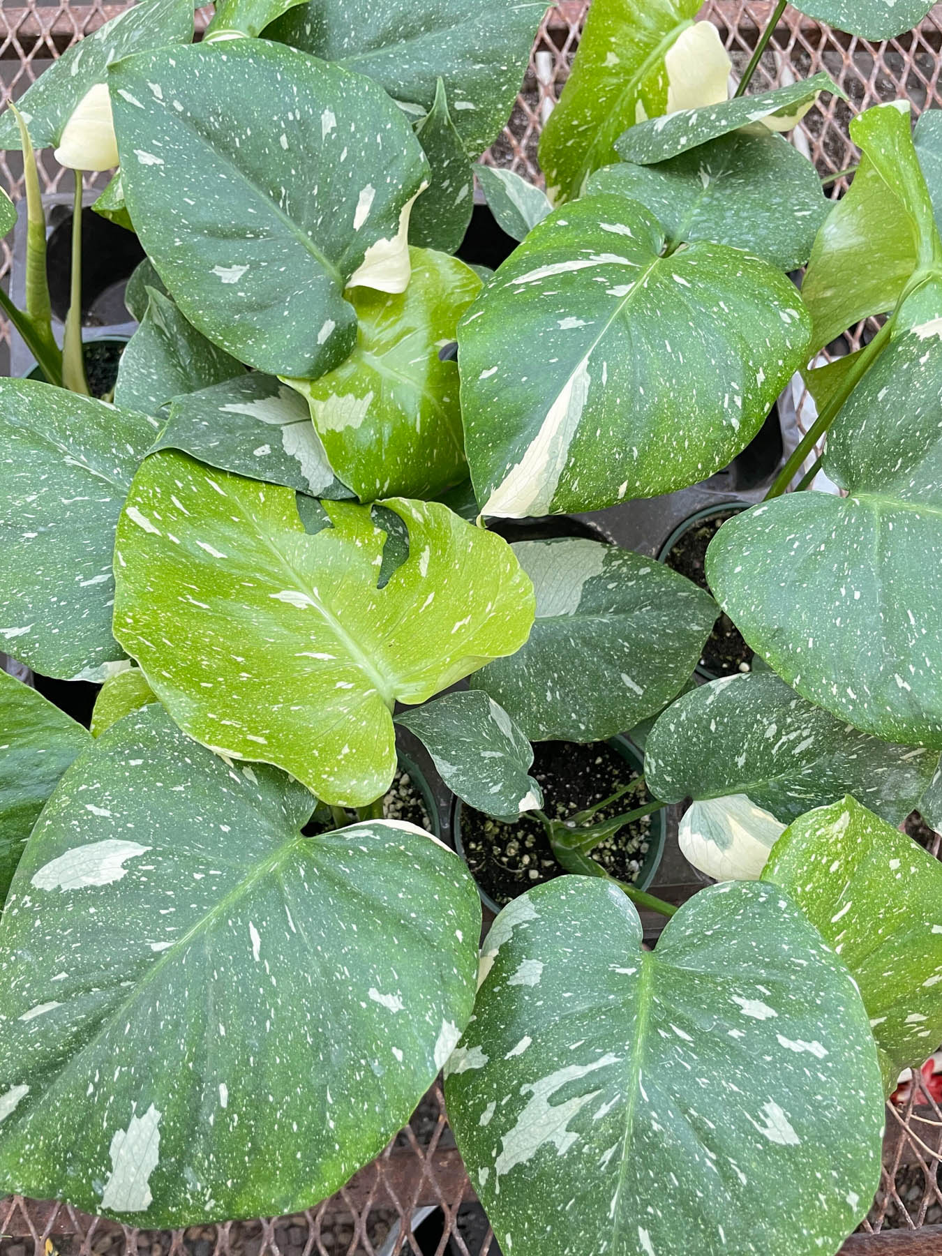 Monstera 'Thai Constellation' - Holiday Corner