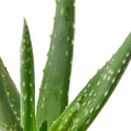 Aloe Vera - Holiday Corner