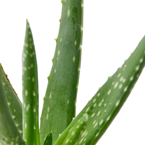 Aloe Vera - Holiday Corner