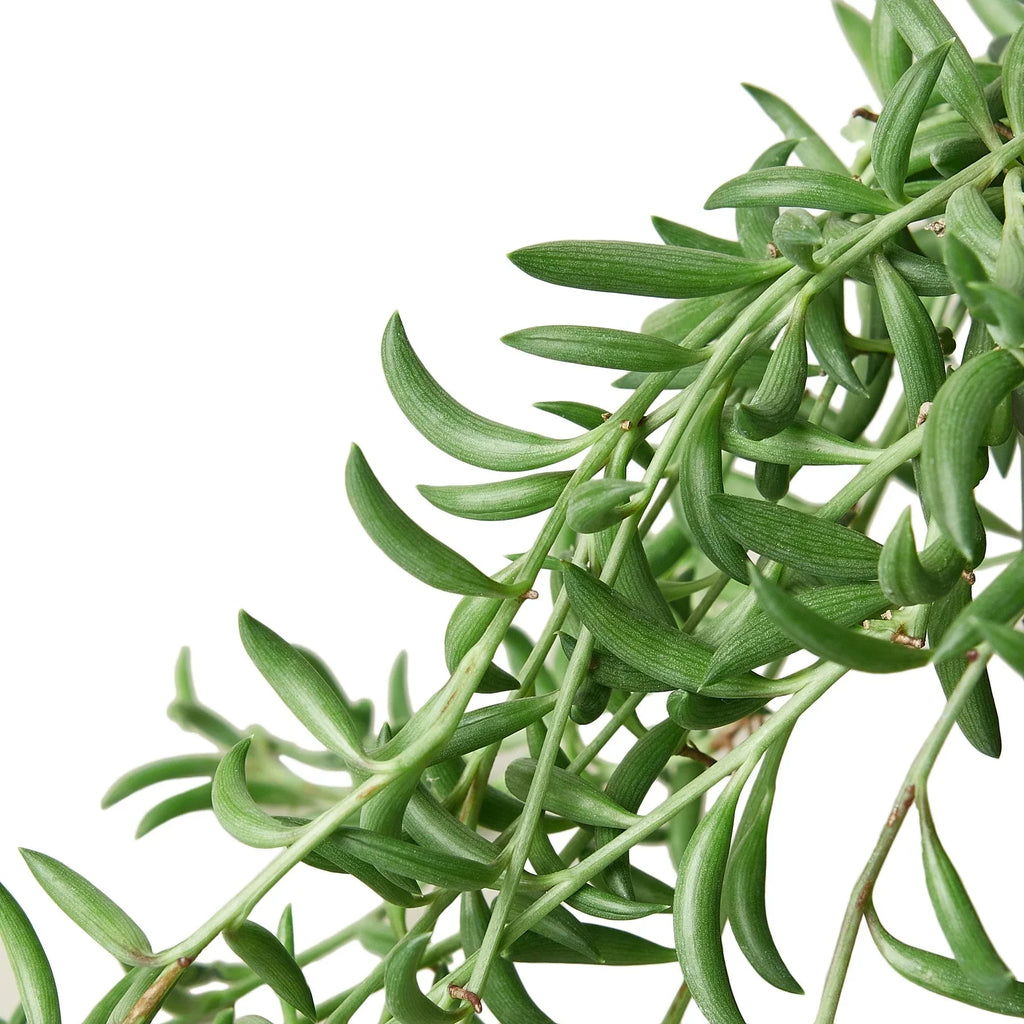 Succulent 'String of Bananas' - Holiday Corner