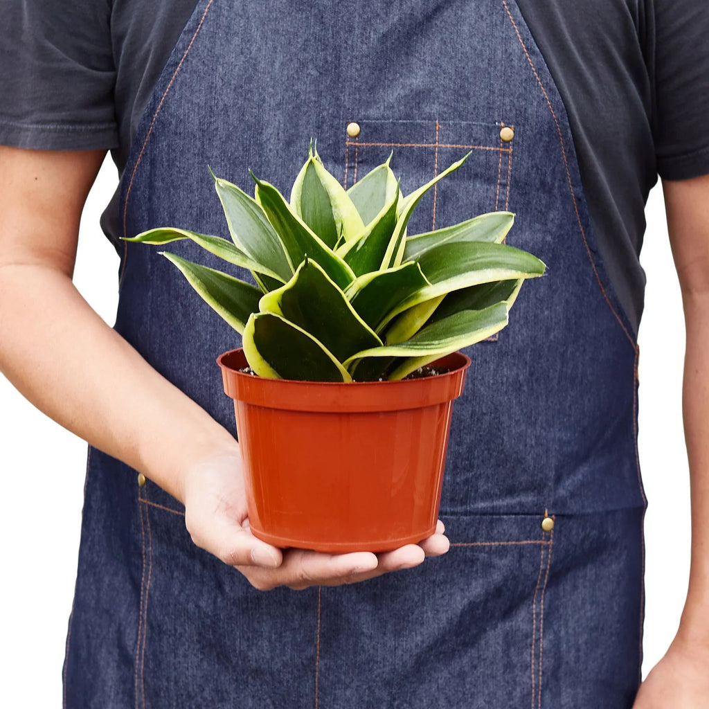 Snake Plant Black Gold - Holiday Corner