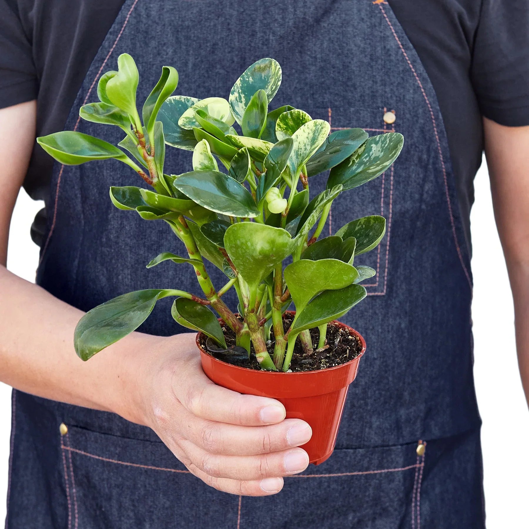 Peperomia 'Marble' - Holiday Corner