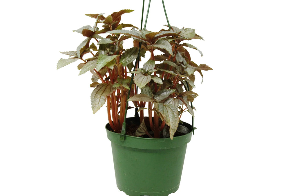 Pilea Ellen - In 6" Pot - Holiday Corner