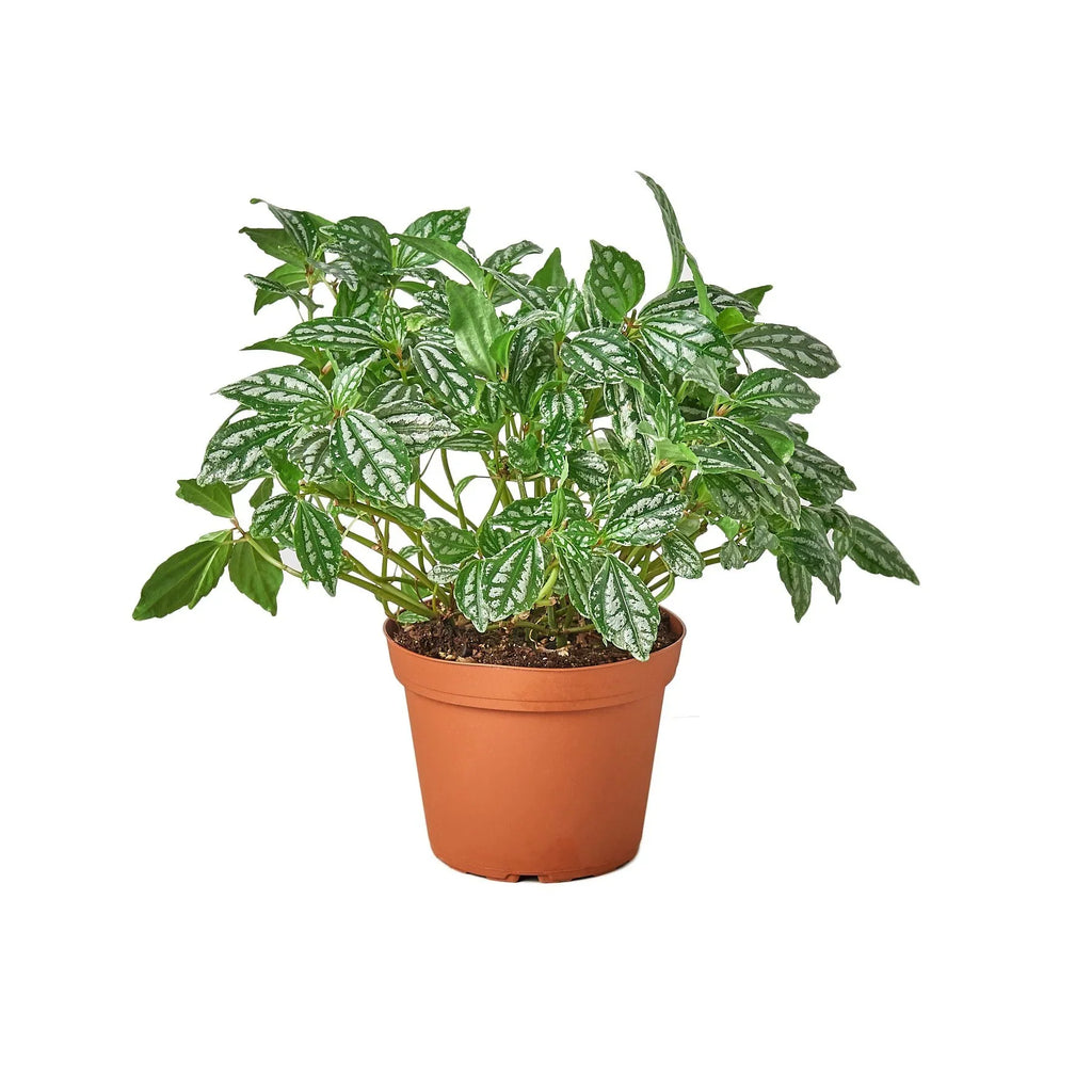 Pilea 'Aluminum' - Holiday Corner