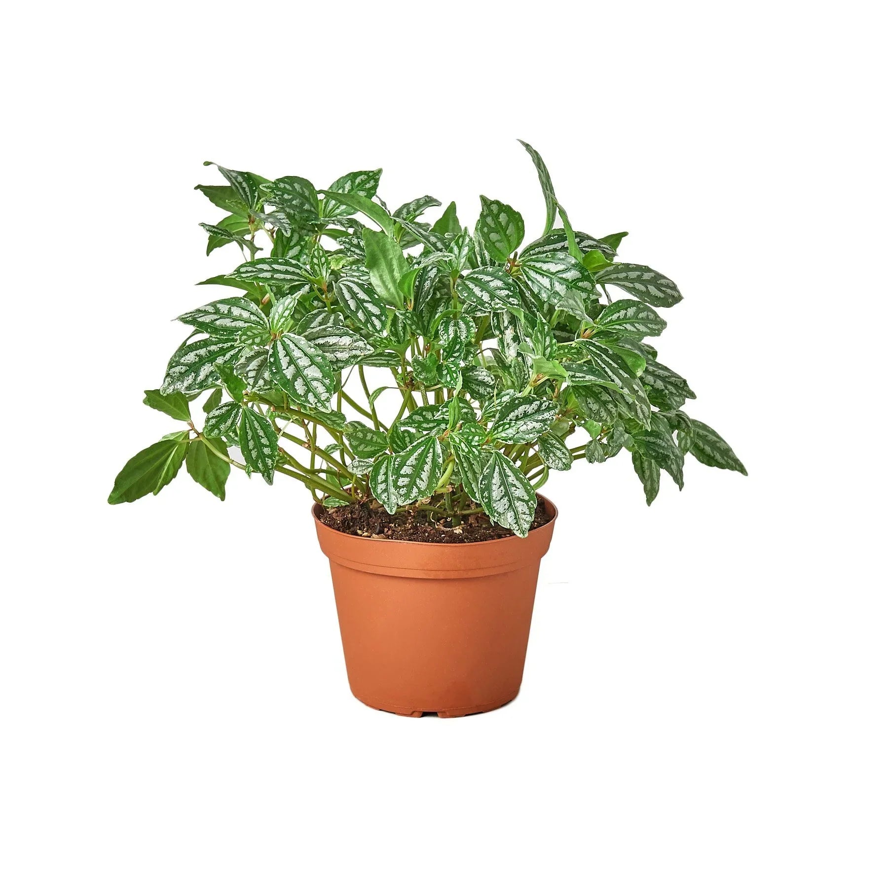 Pilea 'Aluminum' - Holiday Corner